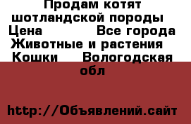 Продам котят шотландской породы › Цена ­ 2 000 - Все города Животные и растения » Кошки   . Вологодская обл.